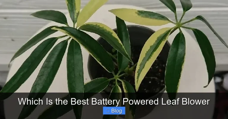 Which Is the Best Battery Powered Leaf Blower